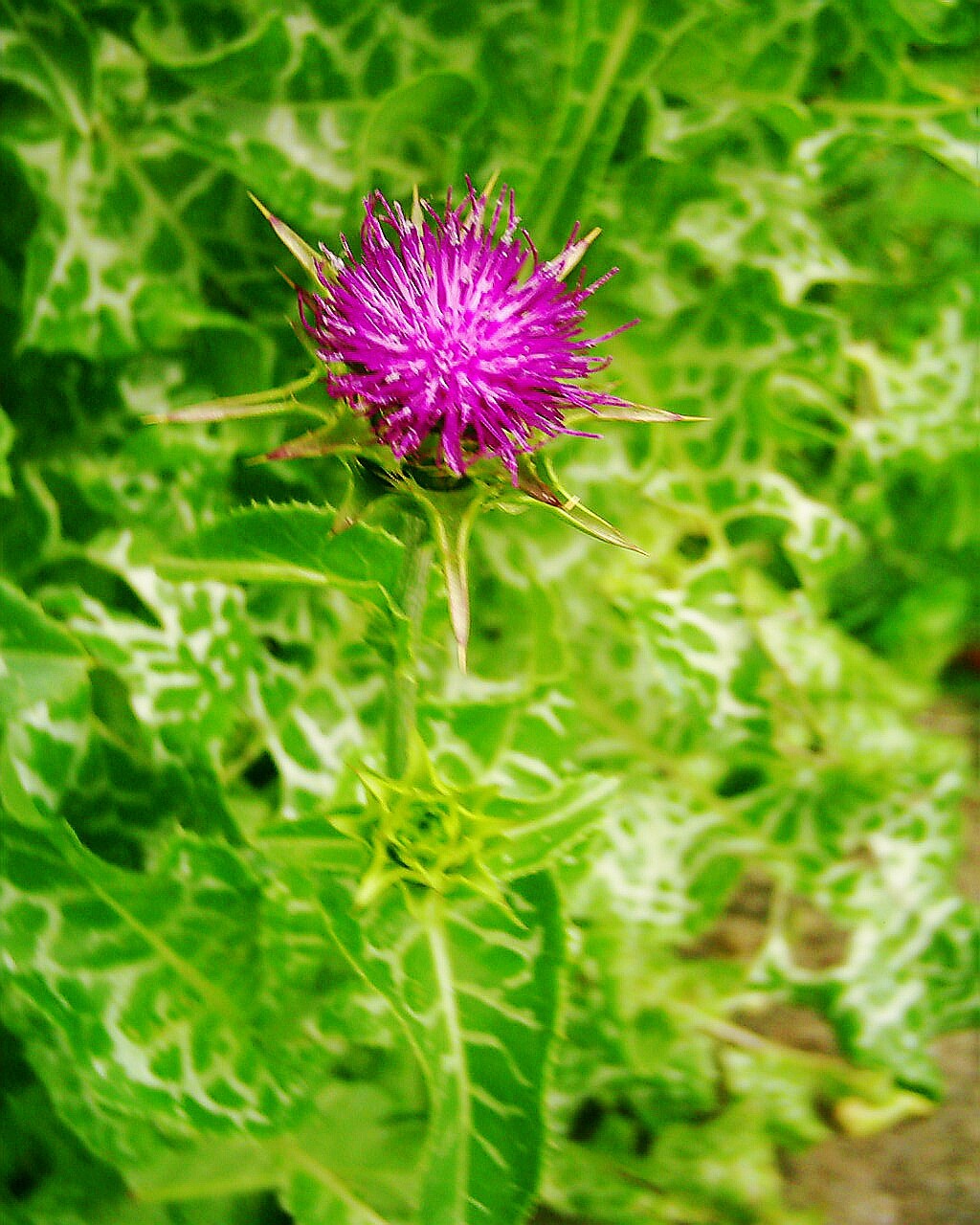 Canary Islands herbs Milk Thistle is a remedy for liver problems