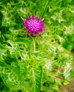 Canary Islands herbs: Milk Thistle is a remedy for liver problems