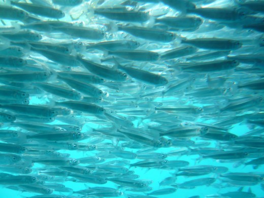 A shoal of fish at the reef.