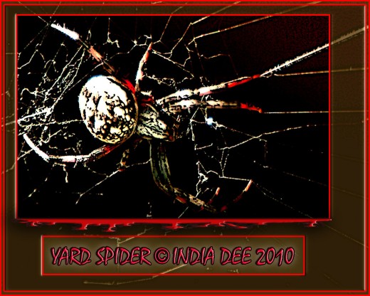 By naming this photshop design 'Yard Spider' it adds to the scare factor because the things closest to us are generally those things that can scare us the most!