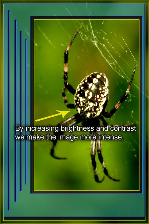 When compared to the original picture, it is easy to see how the spider photo intensifies by adding contrast and reducing brightness. 