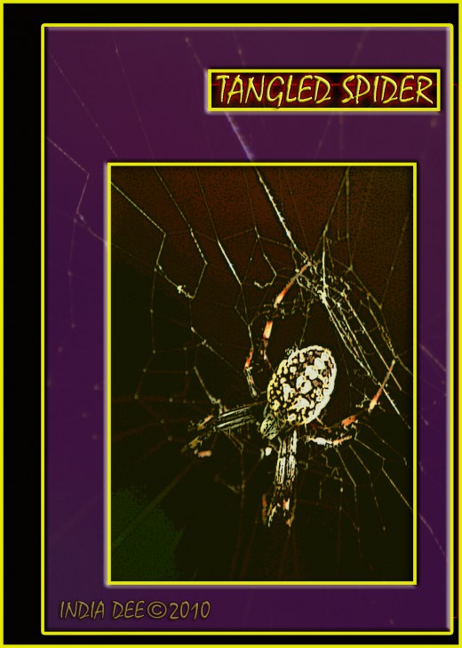 Tangled Spider 