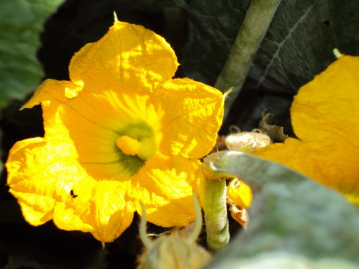 A closeup of a squash flower.