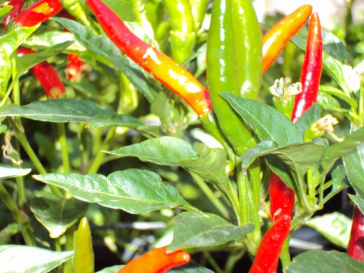 Clusters of chili peppers ranging in color from light green to vibrant red.