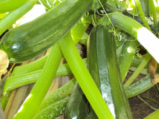 Closeup of squash plant.