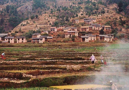 Rice fields in Madagascar