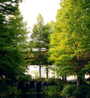 Trees can aid in energy savings.