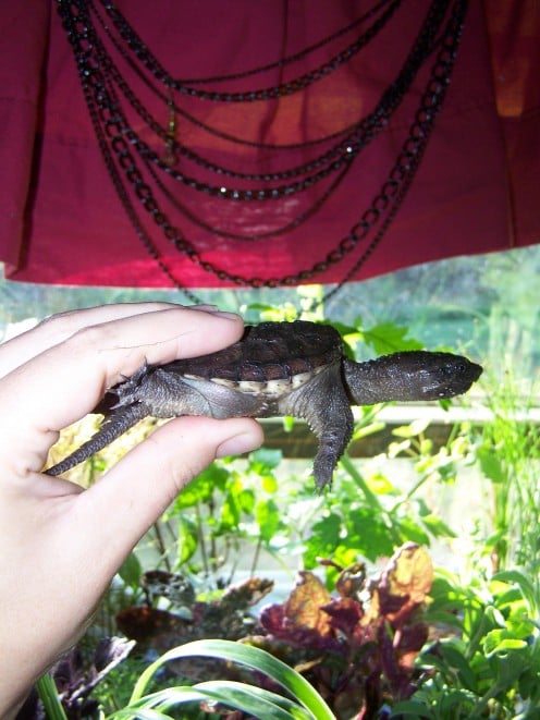 A Plump and Healthy Young Pet Snapping Turtle.