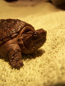 The Natural Aquarium: Make a Small Turtle Tank Habitat