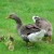 Geese and goslings. They lay eggs that are lovely to eat and great for painting.