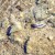 Pupfish Pupfish