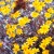This just shows a sample of the many flowers we saw on our way up to Dante's View. This just shows a sample of the many flowers we saw on our way up to Dante's View.