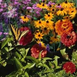Creating Stunning Butterfly Gardens at Home | HubPages