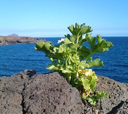 Sea Lettuce