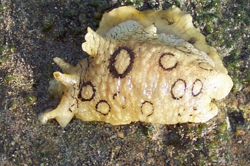 Speckled Sea Hare