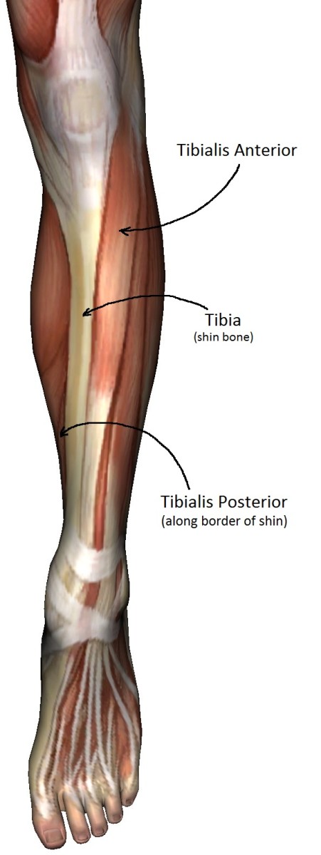 shin-splints-anatomy-causes-and-treatment-hubpages