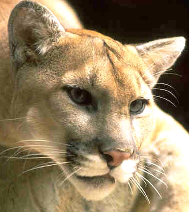 Mountain lion, cougar, puma
