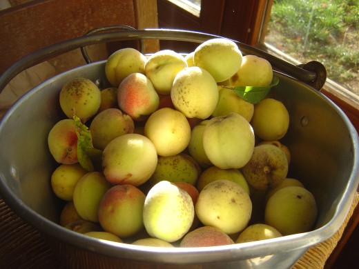 Lovely, organic, 'wild' peaches from our orchards at Les Trois Chenes in Videix, Haute-Vienne, France