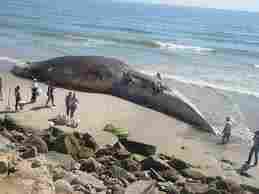 Huge Blue Whale carcass viewed by midgets