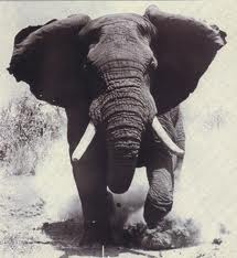 13 Ton Elephant Charging