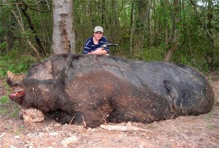 Boars can grow very Large