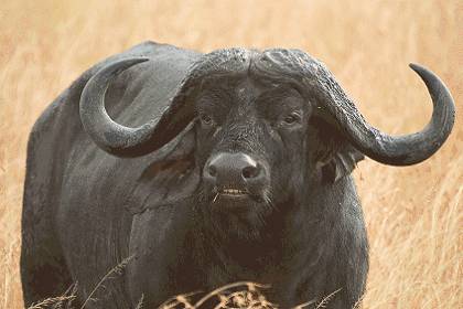 Dangerous Cape Buffalo