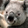 LUARES profile image