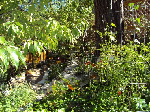 A picture of the garden from another angle.