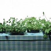 homehydroponics profile image