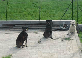 Three dogs trained using only reward based training methods