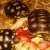 Uno (left), Yertle (back), Scuttle (right) Uno (left), Yertle (back), Scuttle (right)