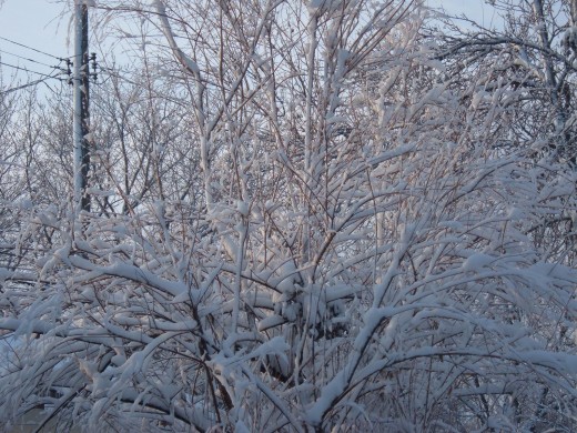 Trees, frigid in winter.