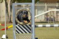 Dog Agility Training: How to Use the Tunnel