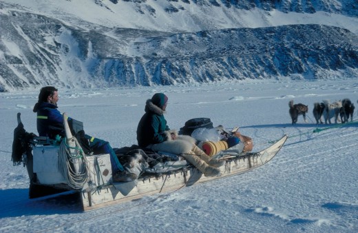 Inuit traveled long distances via dog teams pulling sleds. They moved their hunting finds and families by such methods over the ice and snow.