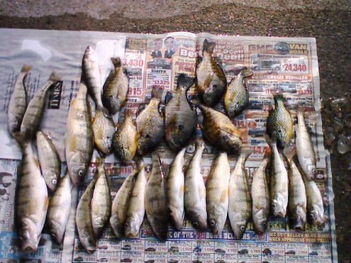 Before I prepared to clean them, I carefully placed the catch out by size and species so we could take a photo of the fish we caught the day before school started.