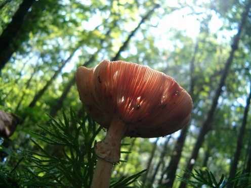 Sunbeams on a mushroom.