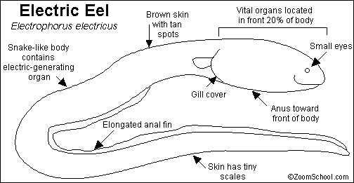 Electric Eels are long worm like creatures and it is known to science that electric eels can generate electric disharges powerful enough to disable or kill prey. Electric eels are not true eels, they are only eel-like in shape.   