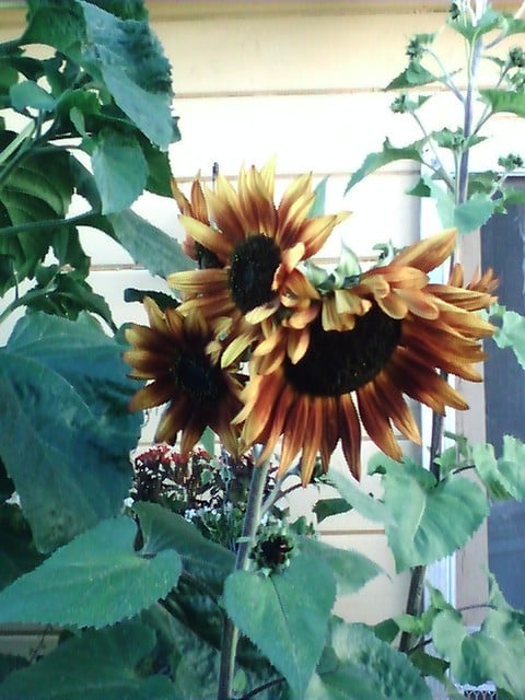 This was a breathtaking sunflower- I planted some more of these this year- beautiful rust color!!