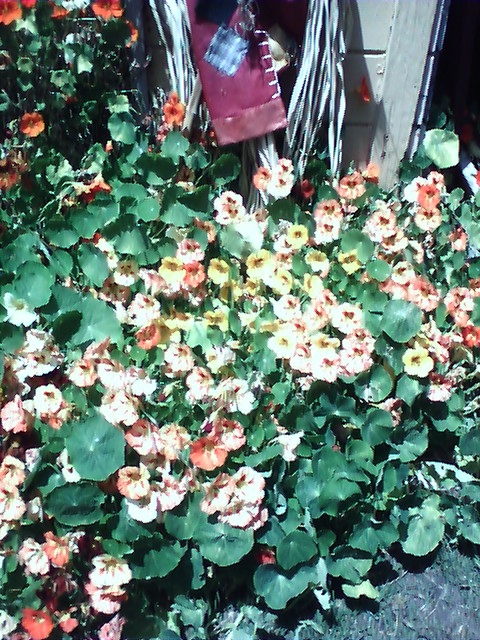 Apparently I was only supposed to see these Nasturtiums in summer- but where I live they grew in the winter months for me