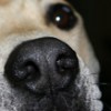 sealsaver profile image