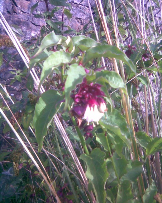 flowering raceme Leycesteria formosa