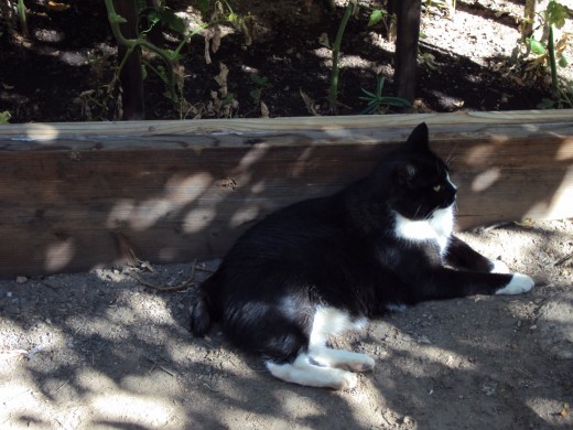 Bobby is a cat who loves to sit in beautiful gardens.  She is a manx cat living in Southern California, and a pet I love very dearly.