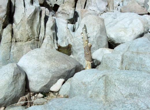A stick that was carried to this location as the water coursed over the boulders. The creek was full after the winter snow storms, but the stick was left behind when the water evaporated.