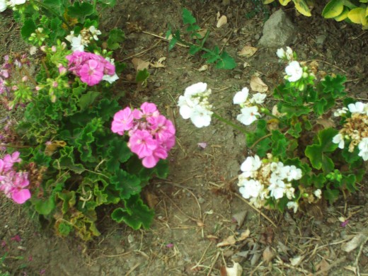 Pink and white flowers spotted on a walk.
