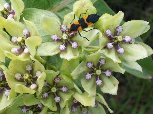 Antelope horn milkweed with a milkweed beetle enjoying the sap.
