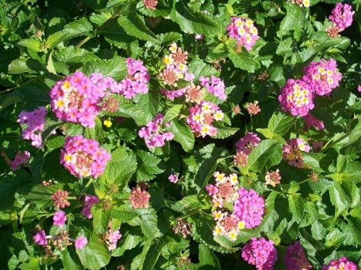 Pink and yellow Lantana, an important nectar plant for butterflies.