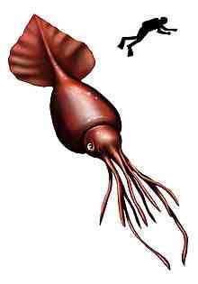 Colossal Squid and man, showing relative size.