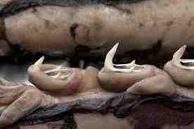 Only the Colossal Squid has these deadly hooks on its tentacles.  These scar the Sperm Whales