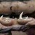 Only the Colossal Squid has these deadly hooks on its tentacles. These scar the Sperm Whales Only the Colossal Squid has these deadly hooks on its tentacles. These scar the Sperm Whales