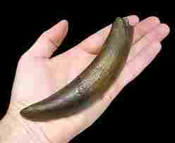 A Sperm Whale tooth - actual size.  